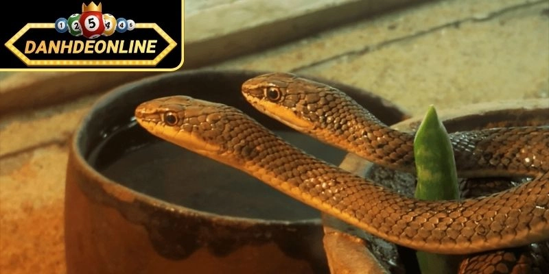 Mơ 2 con rắn đuổi theo mình